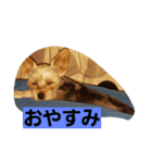 難波マイケル（個別スタンプ：4）