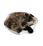 ねこになりたい（個別スタンプ：3）
