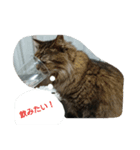 ねこになりたい（個別スタンプ：4）