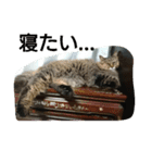 ねこになりたい（個別スタンプ：5）