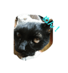 ねこになりたい（個別スタンプ：8）