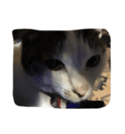 可愛いすぎる猫（個別スタンプ：5）