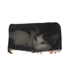 可愛いすぎる猫（個別スタンプ：6）