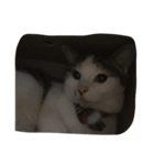 可愛いすぎる猫（個別スタンプ：7）