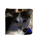 可愛いすぎる猫（個別スタンプ：11）