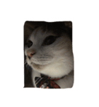 可愛いすぎる猫（個別スタンプ：12）