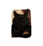 可愛いすぎる猫（個別スタンプ：16）