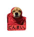 イッヌとぬことうさぎの萌え萌えスタンプ（個別スタンプ：8）