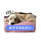 るるの日常（個別スタンプ：3）