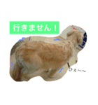 るるの日常（個別スタンプ：10）