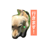 るるの日常（個別スタンプ：11）