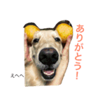 るるの日常（個別スタンプ：12）