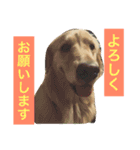 るるの日常（個別スタンプ：13）