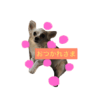 さくちゃんは今日も元気（個別スタンプ：3）
