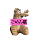 トラちゃんスタンプ！！（個別スタンプ：2）