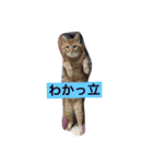 トラちゃんスタンプ！！（個別スタンプ：3）