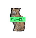 トラちゃんスタンプ！！（個別スタンプ：7）