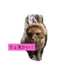 トラちゃんスタンプ！！（個別スタンプ：8）
