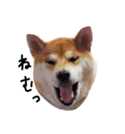 柴犬ポチ（個別スタンプ：1）