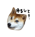 柴犬ポチ（個別スタンプ：2）