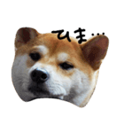 柴犬ポチ（個別スタンプ：3）