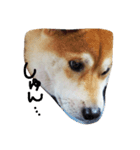 柴犬ポチ（個別スタンプ：4）