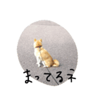 柴犬ポチ（個別スタンプ：5）