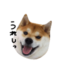 柴犬ポチ（個別スタンプ：6）