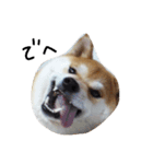 柴犬ポチ（個別スタンプ：7）