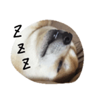 柴犬ポチ（個別スタンプ：8）