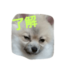 ポメラニアン大福（個別スタンプ：1）