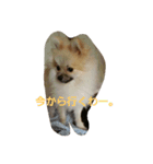 ポメラニアン大福（個別スタンプ：4）