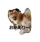 ポメラニアン大福（個別スタンプ：5）