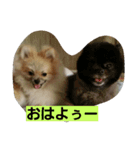 ポメラニアン大福（個別スタンプ：6）