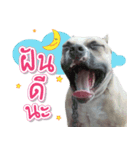 The Pitbulls Family（個別スタンプ：1）