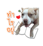 The Pitbulls Family（個別スタンプ：2）