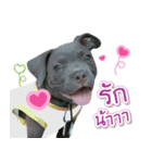 The Pitbulls Family（個別スタンプ：4）