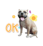 The Pitbulls Family（個別スタンプ：5）