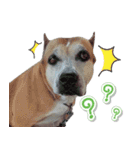 The Pitbulls Family（個別スタンプ：6）