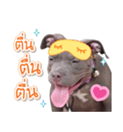 The Pitbulls Family（個別スタンプ：7）