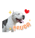 The Pitbulls Family（個別スタンプ：9）
