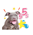 The Pitbulls Family（個別スタンプ：10）