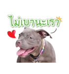 The Pitbulls Family（個別スタンプ：11）
