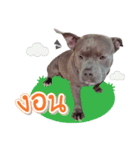 The Pitbulls Family（個別スタンプ：12）
