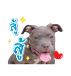 The Pitbulls Family（個別スタンプ：13）