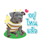 The Pitbulls Family（個別スタンプ：14）
