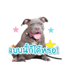 The Pitbulls Family（個別スタンプ：15）
