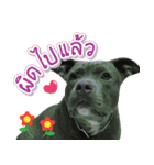 The Pitbulls Family（個別スタンプ：16）
