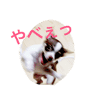 まろのスタンプです（個別スタンプ：4）