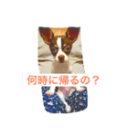 まろのスタンプです（個別スタンプ：5）